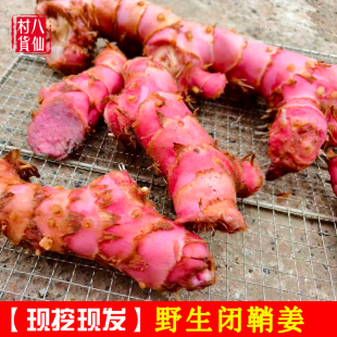 野生闭鞘姜白石笋罗汉姜广商陆水蕉花樟柳头姜现挖现发紫肉闭鞘姜