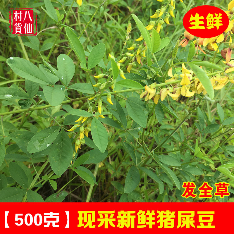 现采新鲜猪屎豆  整株响铃草中药材响铃豆野苦豆猪屎青野花生包邮