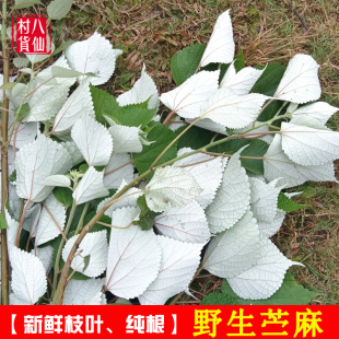 野生新鲜苎麻根 中草药苎麻叶枝叶现挖野麻青麻白麻纯根鲜品 包邮