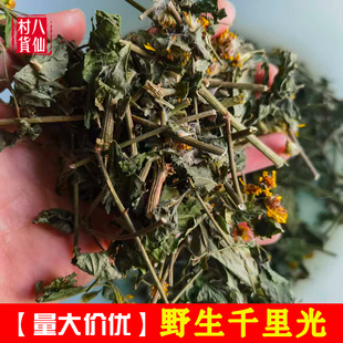 广西野生千里光 深山新鲜九里光九里明 泡澡止痒中药材千里光草药