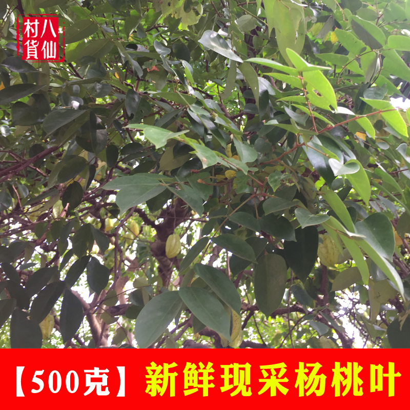 新鲜酸杨桃枝叶中草药材杨桃叶