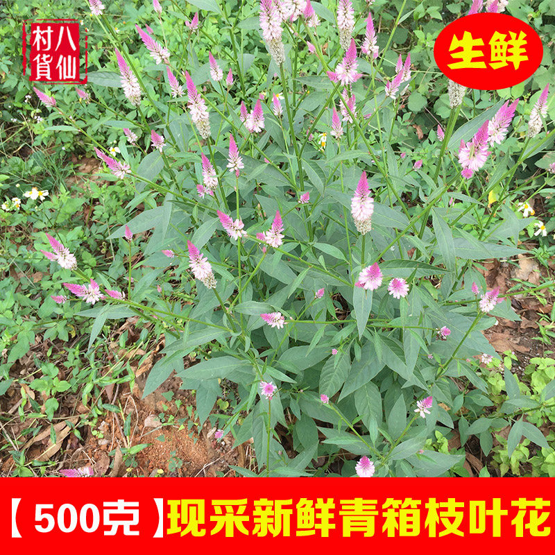 新鲜青葙 现采青葙子野鸡冠花红白鸡冠花 狗尾苋青蒿鸡冠菜 包邮