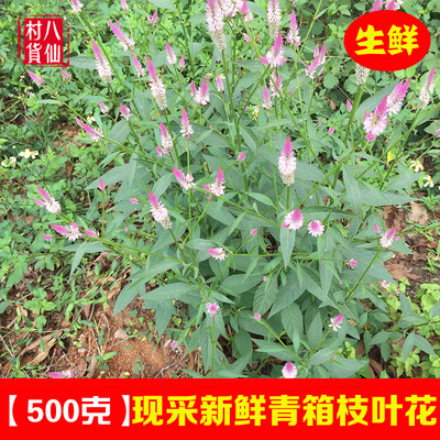 广西新鲜野鸡冠花中草药青葙子