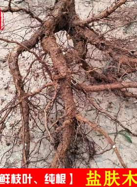 盐肤木根新鲜盐霜柏五倍子中草药