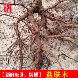 现挖新鲜盐肤木根 野生盐霜柏根 敷烟树 中草药材五倍子树根枝叶