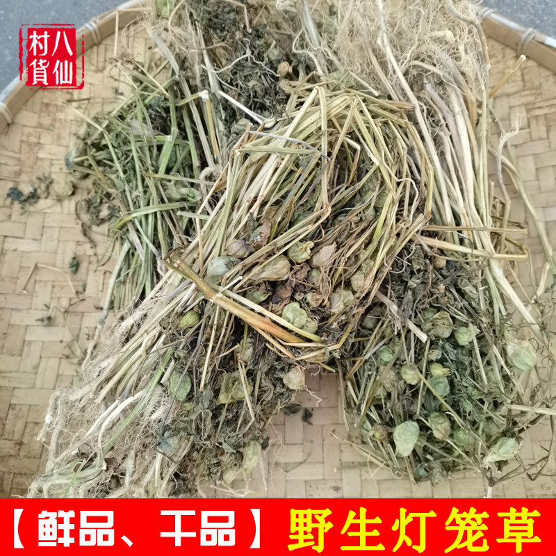 野生灯笼草 新鲜天泡草 中草药黄灯笼草打卜草打额泡火黄姑娘干品,传统滋补营养品,其他药食同源食品,淘宝优惠券,粉丝福利购,淘宝优惠卷