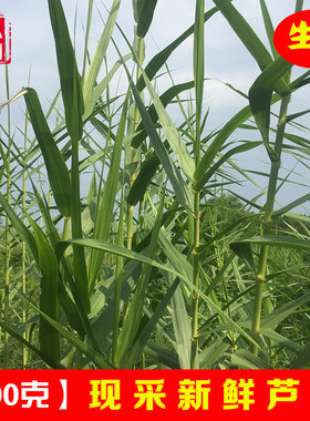 新鲜芦竹现采荻芦竹芦篙笋
