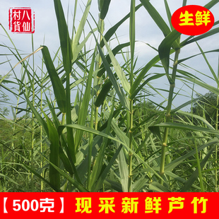 新鲜芦竹 现采荻芦竹 芦篙笋 中草药芦竹杆叶 芦竹根 500g 包邮