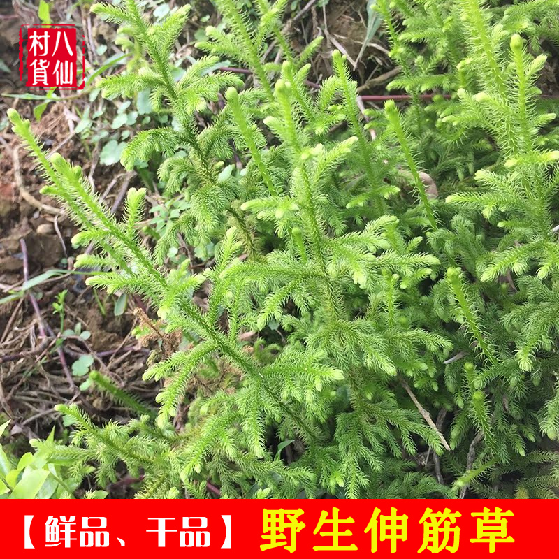 新鲜中草药伸筋草舒筋草小伸筋草