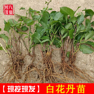 广西新鲜白花丹 现挖白花丹苗 中草药一见消 百花丹 白雪花种植苗