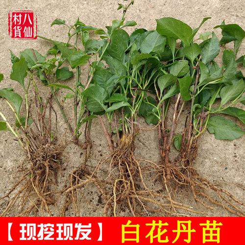 广西新鲜白花丹现挖白花丹苗