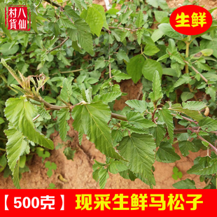 马松子 新鲜马松子 广西中草药材 现采马松子整棵带根鲜品  包邮