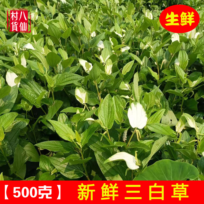 现采新鲜三白草中药材天性草三白草白莲藕苗三白草全草500克 包邮