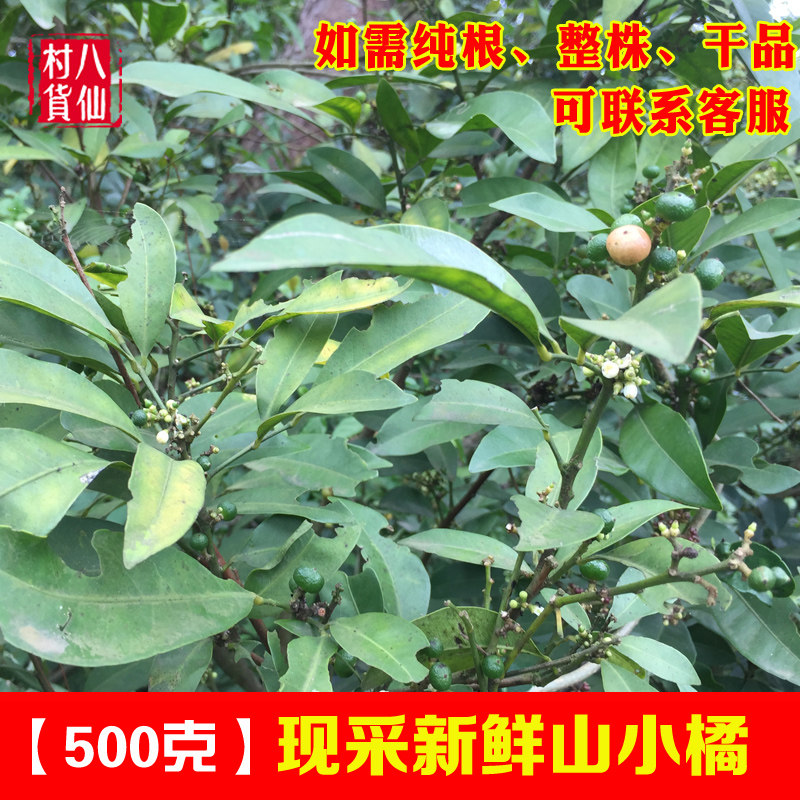 新鲜山小橘山油柑 中草药山金橘枝叶野沙柑降真香假油饼木苗 包邮