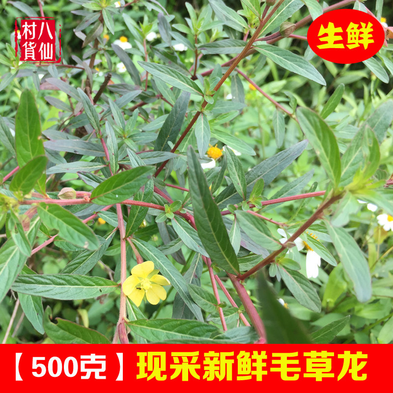 现采毛草龙 新鲜水丁香 草里金钗 针筒刺 水秧草中草药 500g 包邮