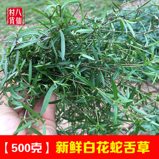 新鲜野生蛇舌草 现采白花蛇舌草 鲜品全草蛇利草 可配半枝莲使用