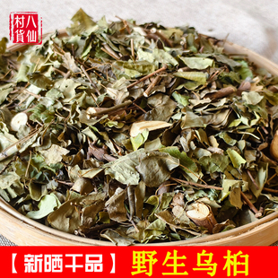 新晒野生乌桕叶中草药乌桕枝叶卷子叶蜡子树油子树叶桕子树木子树