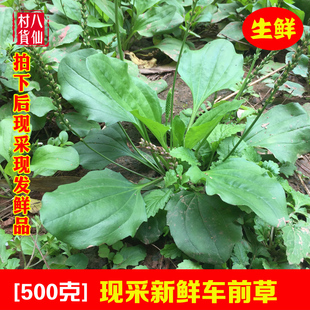 广西新鲜车前草 野生车钱草整棵带根 中草药材车轮菜鲜品500g包邮