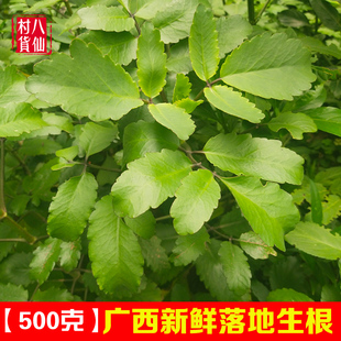 新鲜落地生根 土三七 叶生 厚面皮 叶生根 天灯笼 大还魂 古仔灯