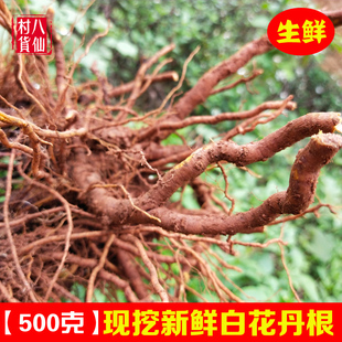 现挖白花丹根 新鲜白花丹纯根 中草药 一见消根 百花丹根  包邮