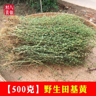 广西野生新晒田基黄新鲜地耳草干品中草药材田基王农家自晒黄花草