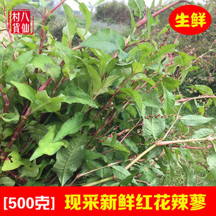 现采新鲜采辣蓼草 红辣蓼全草 红花辣马蓼辣寥 水辣蓼鲜品 包邮