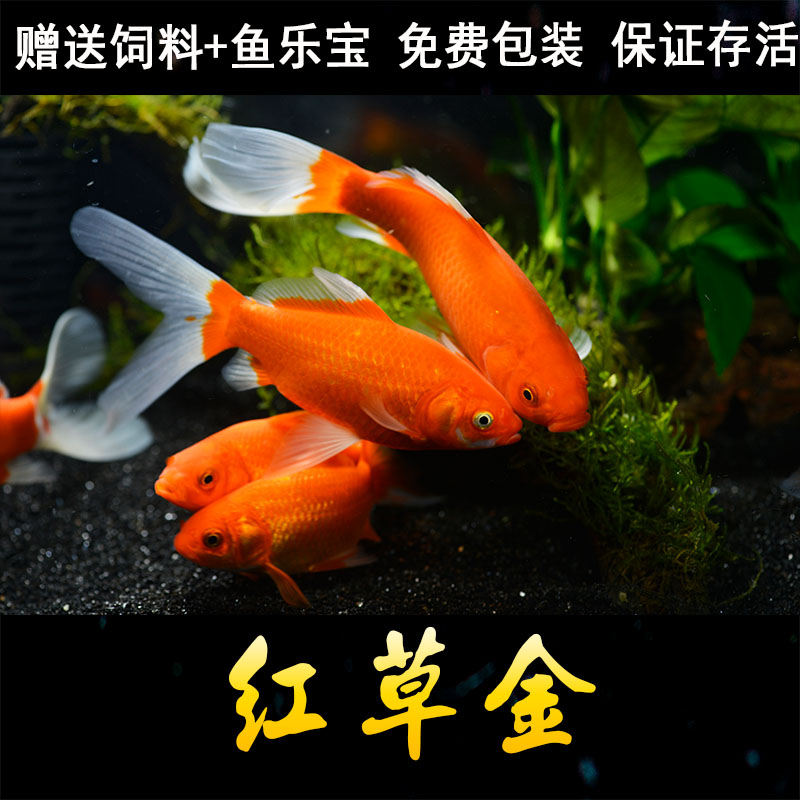 金鱼冷水观赏鱼小型活鱼小鱼苗红草金招财鱼淡水鱼活体耐活的长尾