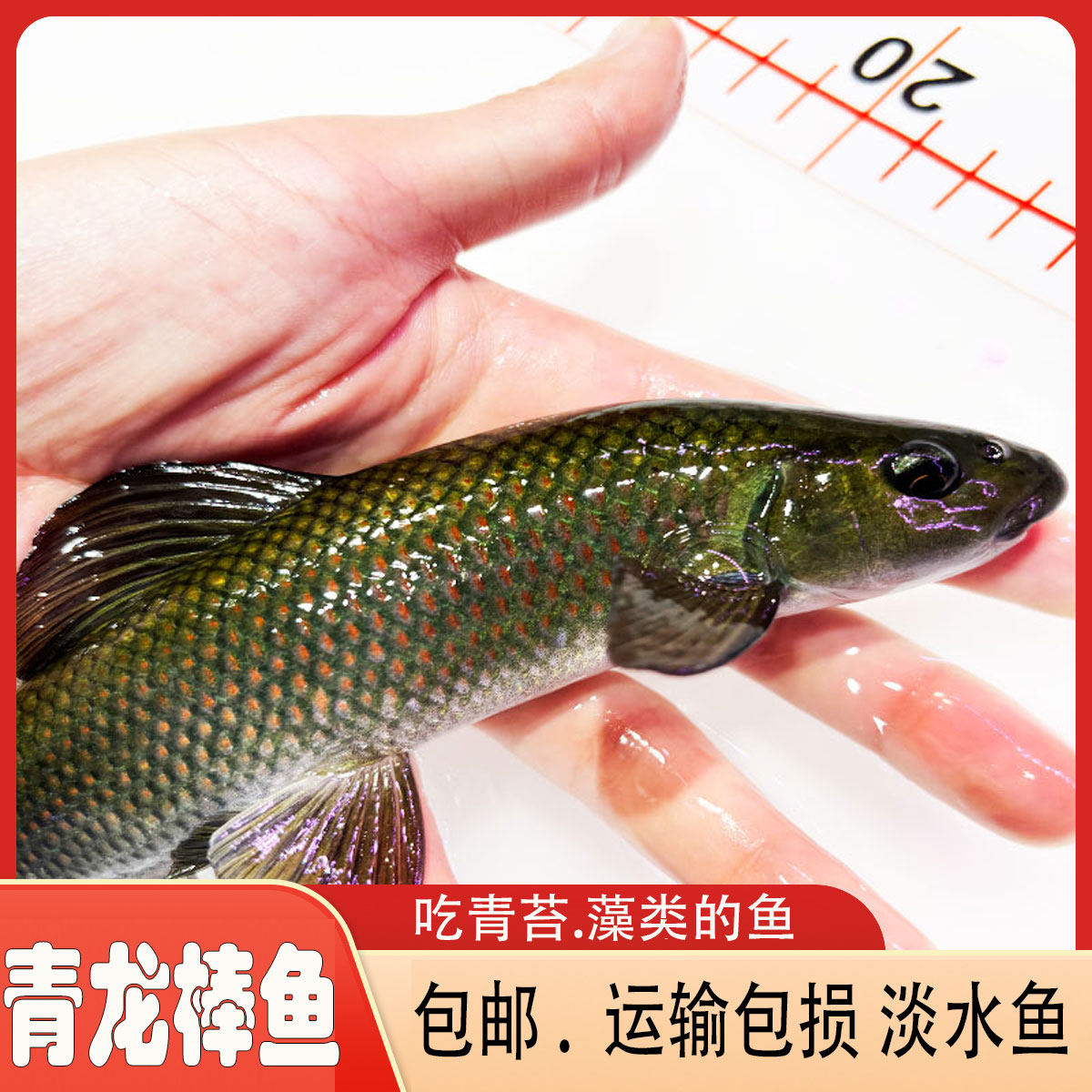 青龙棒鱼淡水鱼幼鱼中国原生广温淡水鱼新手易养包邮