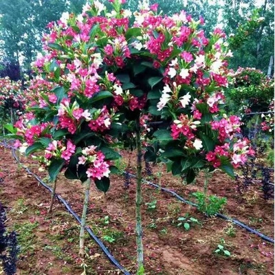 五彩锦带四季开花耐寒耐热室内外地栽植物盆栽花卉五彩锦带花期长