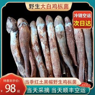 云南特产大白鸡枞菌新鲜现摘鸡枞菌菇野生鸡棕菌云南荔枝斗鸡菌菇