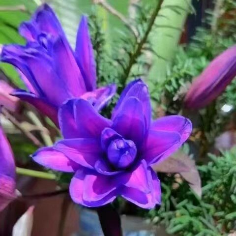 重瓣香水百合花种球四季开花好养易活盆栽鲜花庭院绿植物花卉种子