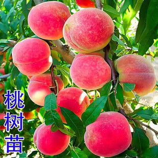 黄桃树苖桃树果苗嫁接苗冬桃油桃树果苗南北方种植五月红当年结果