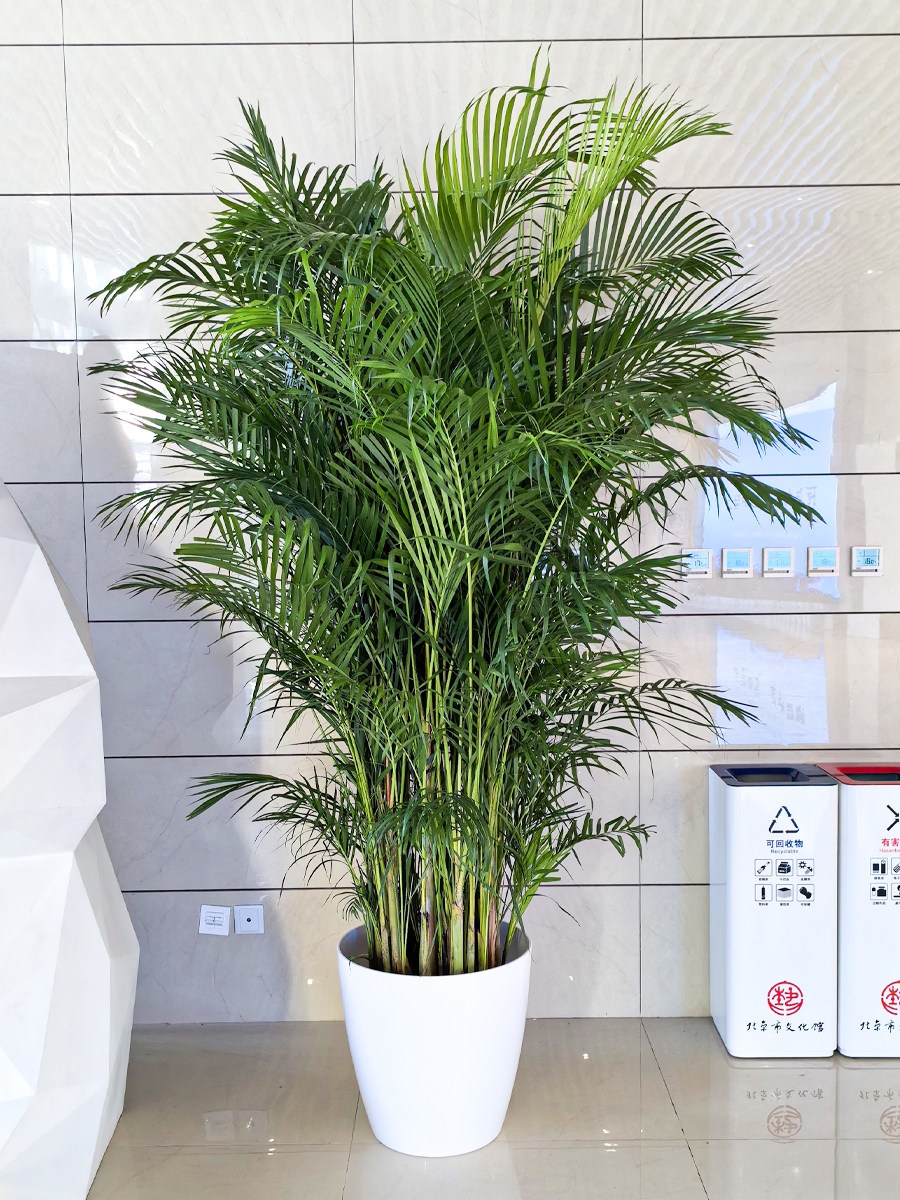 大型富贵椰子凤尾竹散尾葵植物盆栽客厅绿植室内办公室吸甲醛北京