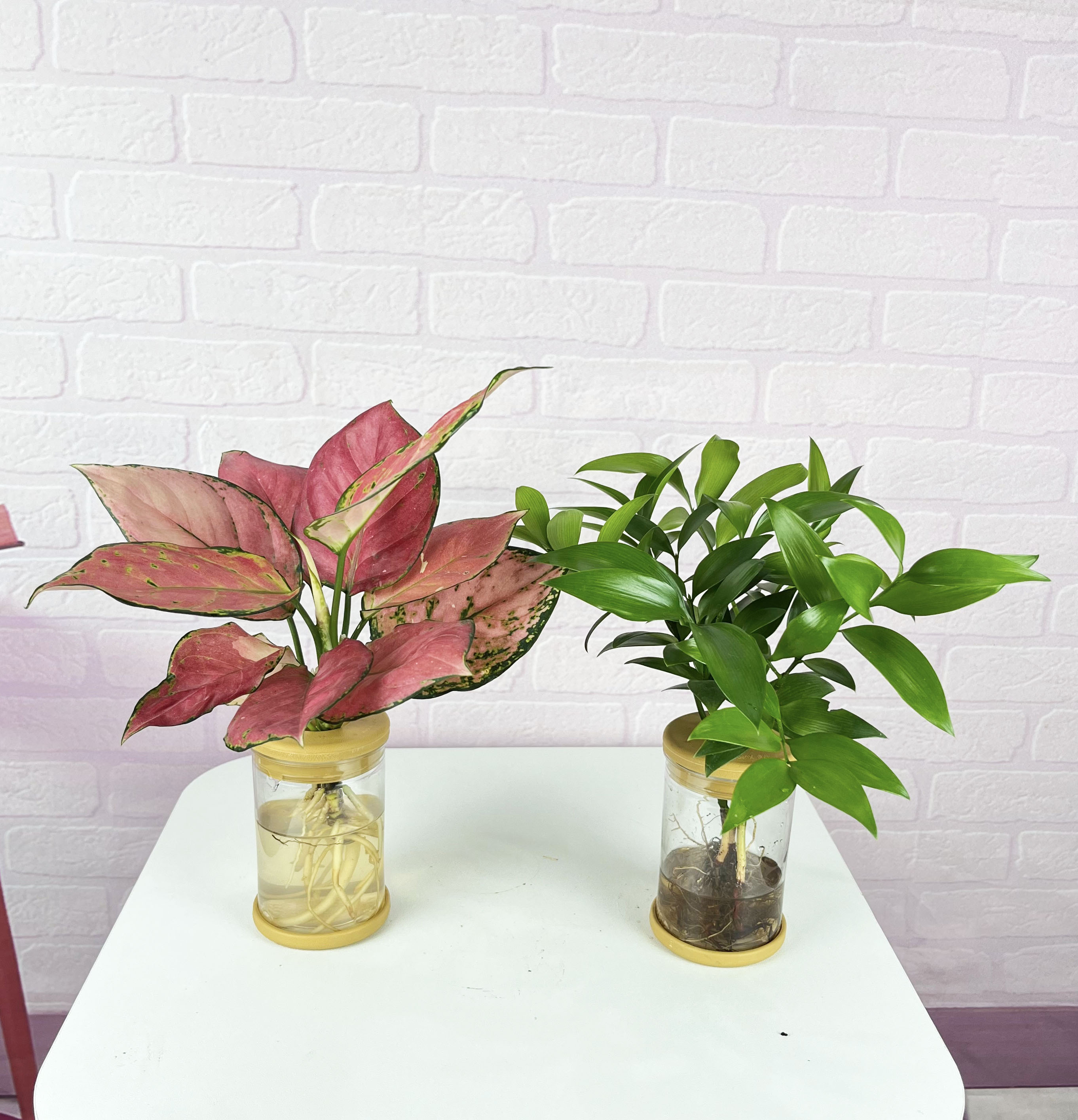 棕竹吉利红春羽竹柏客厅好养