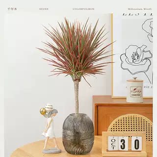 好养水培马尾铁千年木盆栽办公室内桌面绿植四季七彩水培植物水养