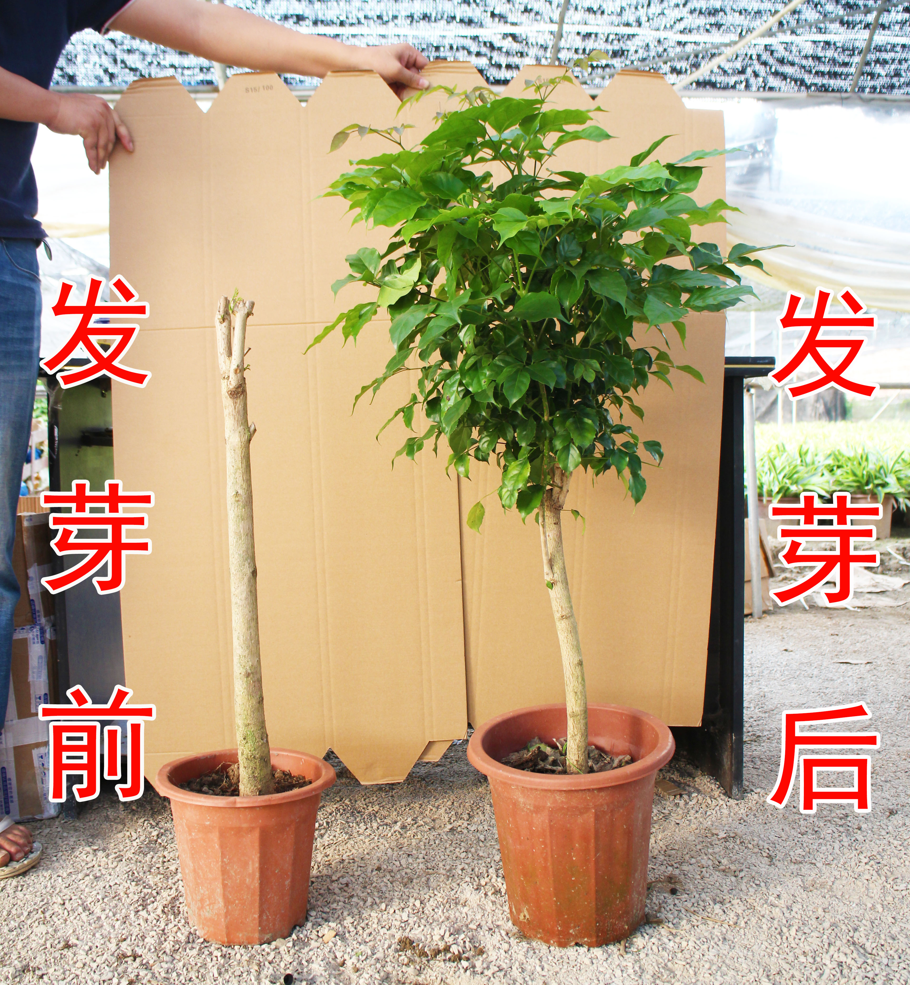 幸福树室内吸甲醛好养