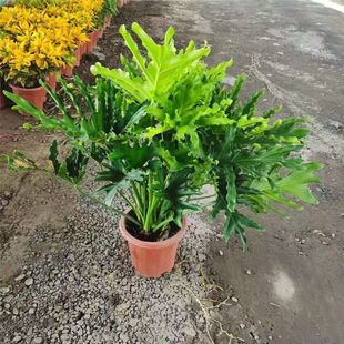 春羽大盆栽龙鳞春雨老桩水培蔓绿绒植物室内外四季常绿观叶大绿植