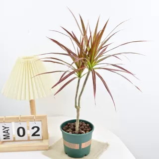 七彩铁千年木绿植盆栽客厅室内植物五彩马尾铁龙血树苗百合竹网红