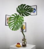 绿植水养龟背竹水培5年老桩根真花净化空气四季 常青大叶一物一拍