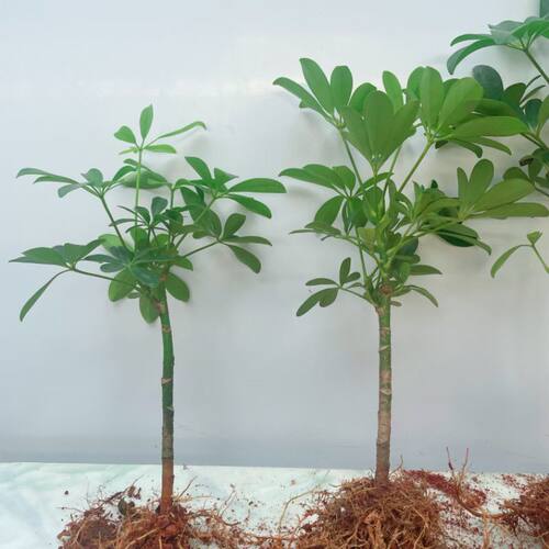 鸭脚木单枝苗 鹅掌柴四季常春 绿植盆栽苗 八方来财苗 鸭掌木树苗
