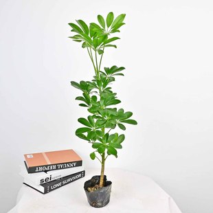 鸭脚木客厅大盆栽室内绿植水培老桩树苗造型八方来财七叶莲鸭掌木