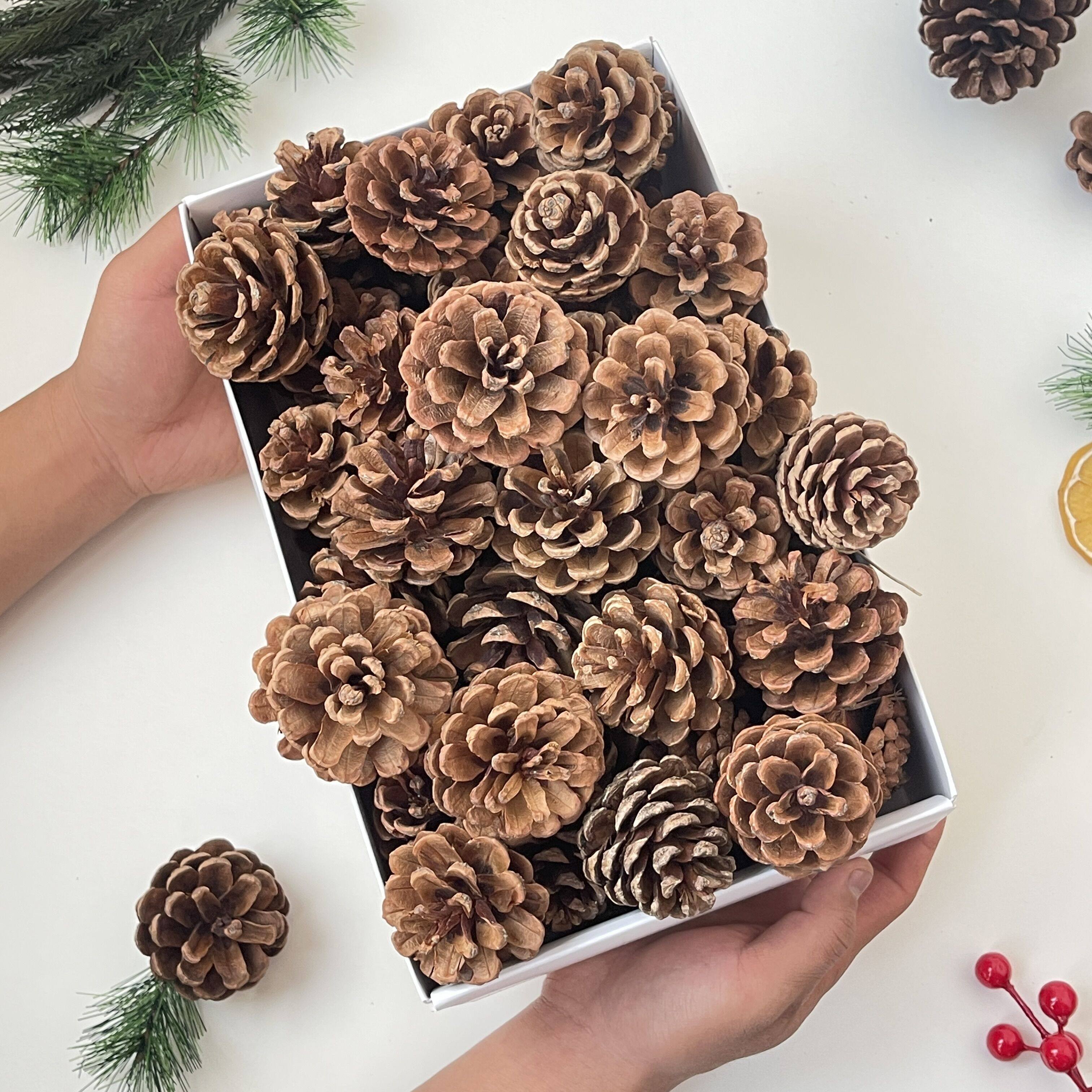 【包邮松果100个】混合尺寸手工diy装饰松果画幼儿园 圣诞树花环