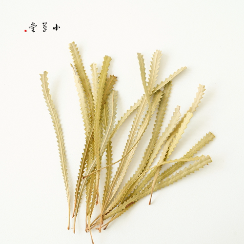 【班克木叶】进口植物树叶干叶书签手工diy材料标本收集幼儿环创