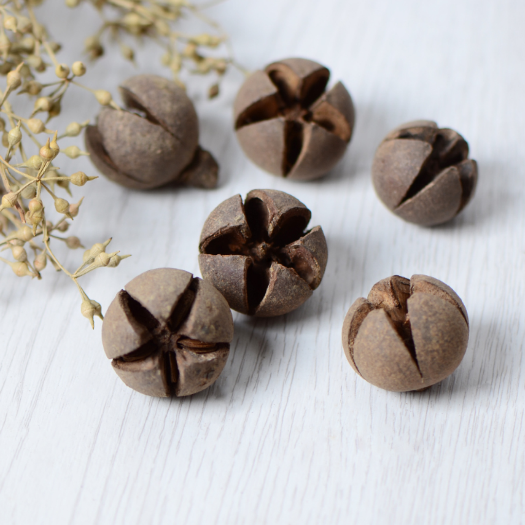 【十字果头】天然干花果壳植物果实外壳家居装饰摆件 手工艺材料