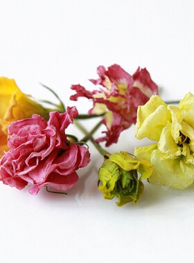 洋桔梗花头手工DIY材料植物标本