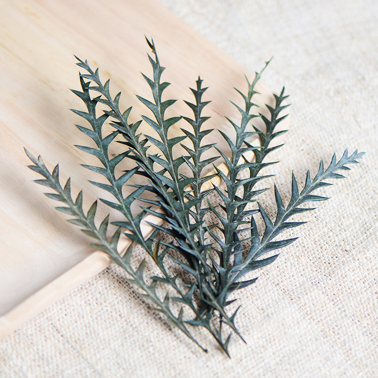 【凤尾叶】永生花叶子天然真树叶 玻璃罩相框香皂手工diy干花材料