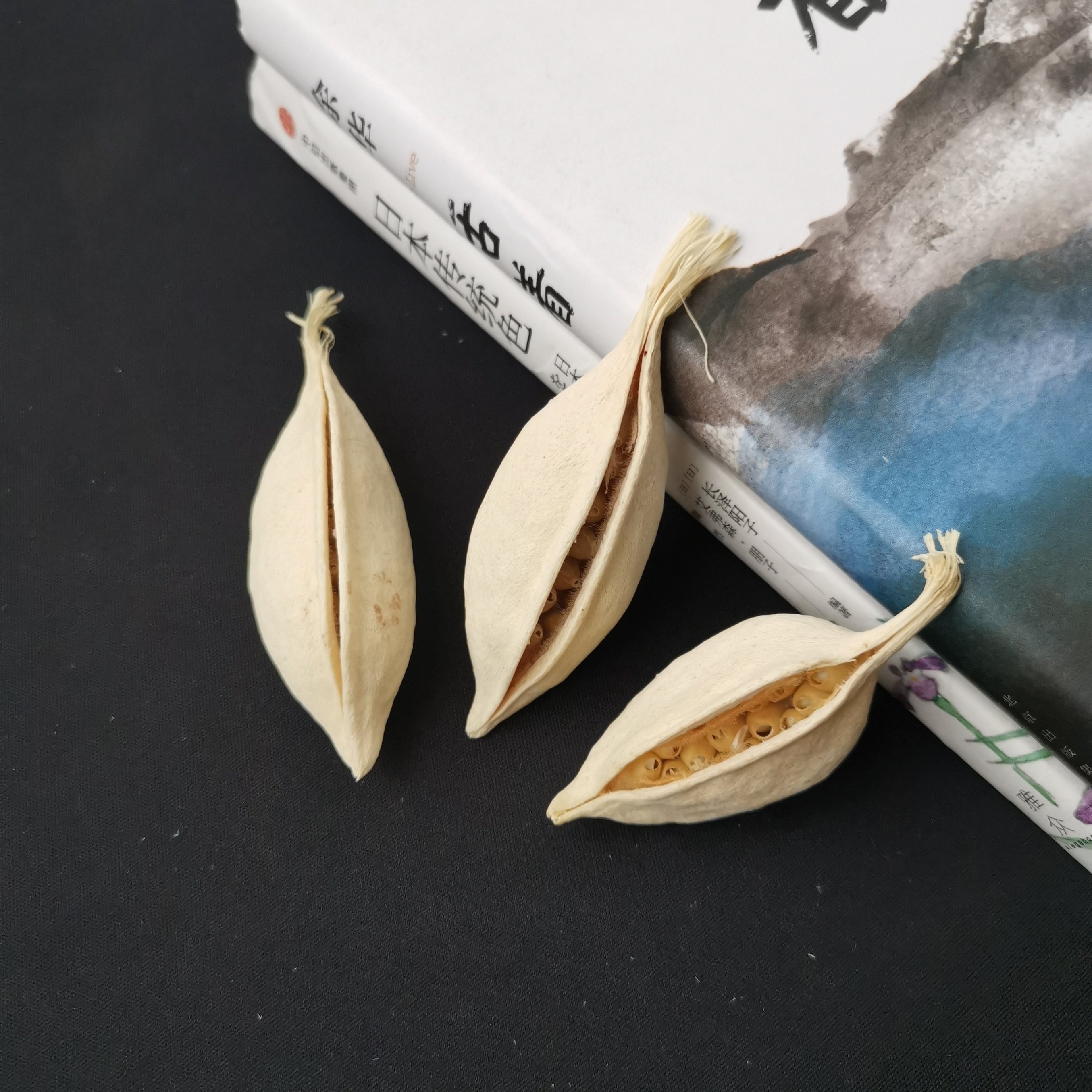【小船果】天然植物进口果实果壳 船型果白色果子手工DIY植物标本