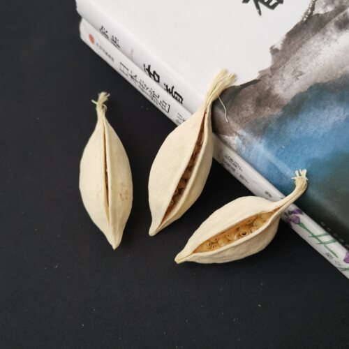 天然植物进口果实小船果白色手工