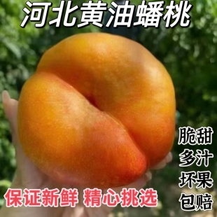黄油蟠桃河北保定扁桃子当季新鲜水果无毛5斤黄金蟠桃脆软甜多汁