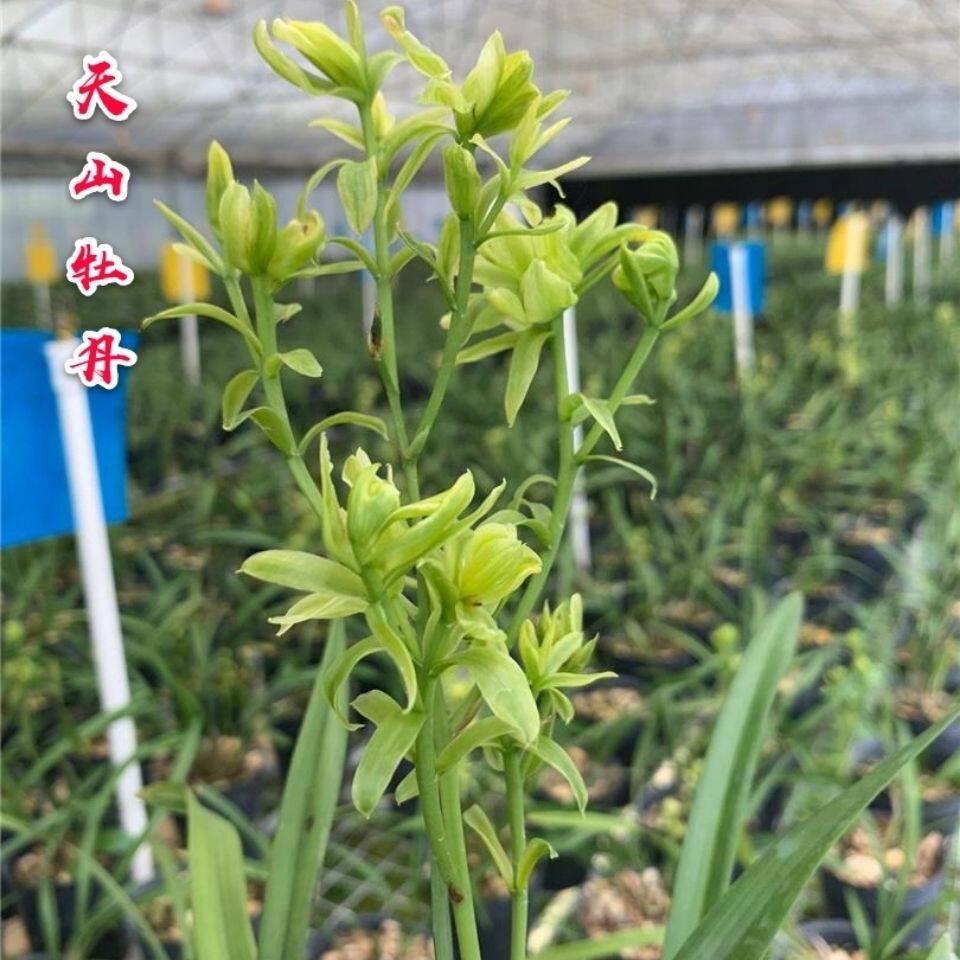 建兰天山牡丹浓香型峨眉牡丹高档兰花四季开花室内外